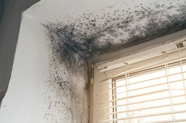Affordable Bathroom Mold Removal solutions in Hamilton, TX